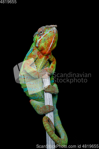 Image of alive chameleon reptile