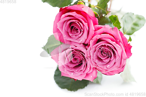 Image of pink roses isolated on white