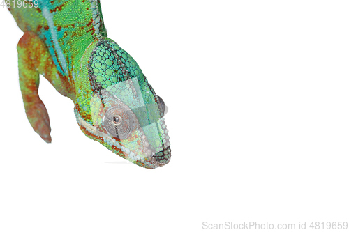 Image of alive chameleon reptile