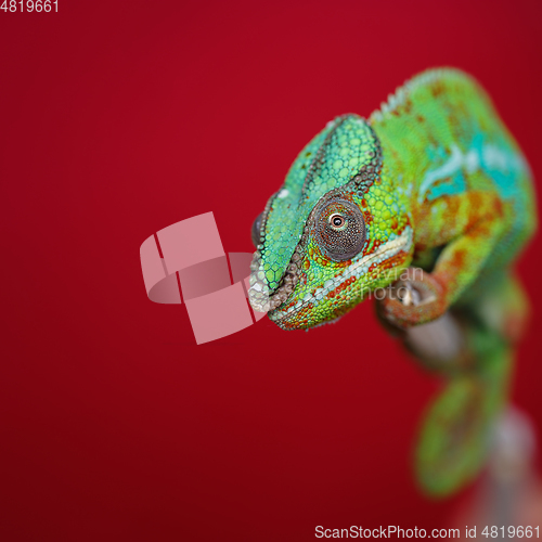 Image of alive chameleon reptile