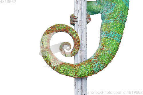 Image of alive chameleon reptile tail