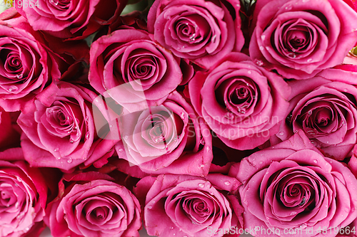 Image of many fresh pink roses 