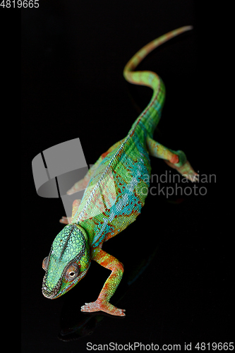 Image of alive chameleon reptile