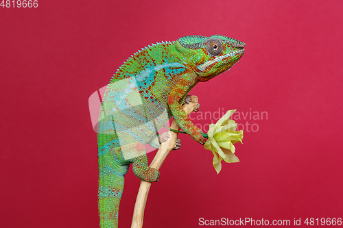 Image of alive chameleon reptile