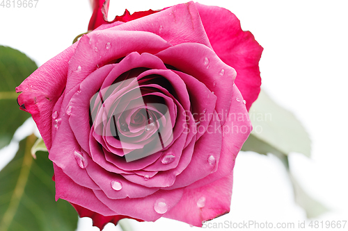 Image of pink rose isolated on white