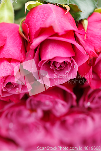 Image of many fresh pink roses 