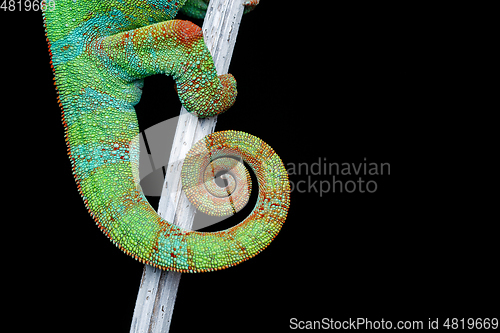 Image of alive chameleon reptile tail