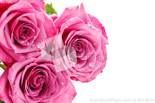 Image of pink roses isolated on white