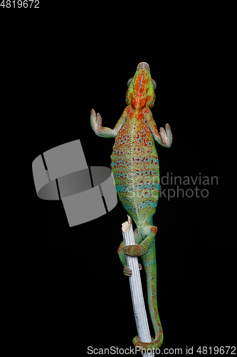 Image of alive chameleon reptile