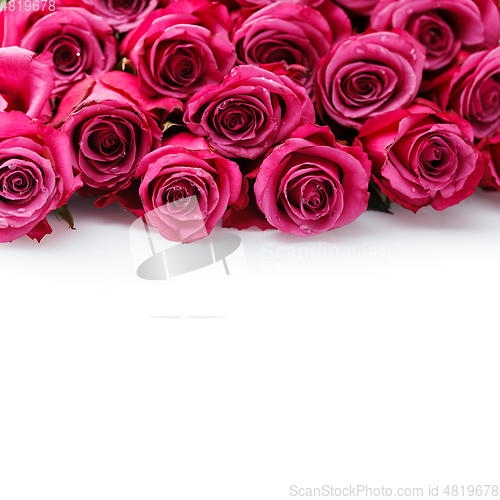 Image of pink roses isolated on white