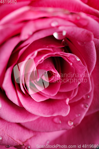 Image of pink roses isolated on white