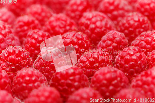 Image of many raspberry berries isolated on white