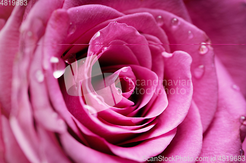 Image of pink roses isolated on white