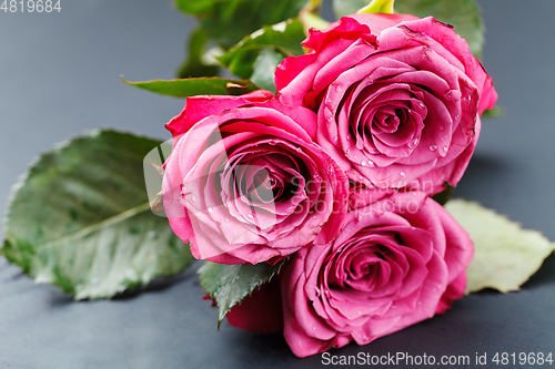 Image of pink roses isolated on white