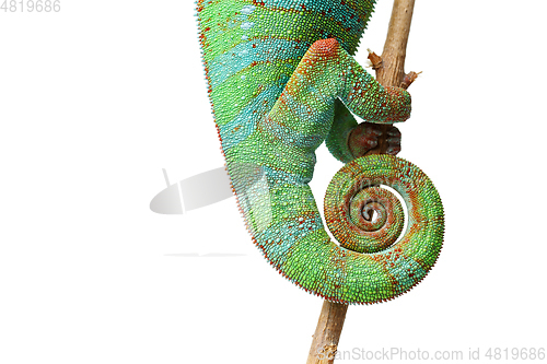 Image of alive chameleon reptile tail