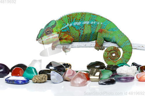 Image of alive chameleon reptile