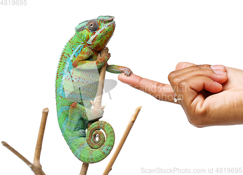Image of alive chameleon reptile with human hand