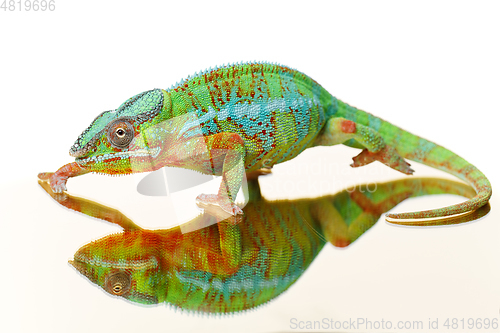 Image of alive chameleon reptile