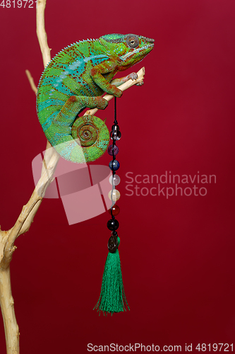 Image of alive chameleon reptile