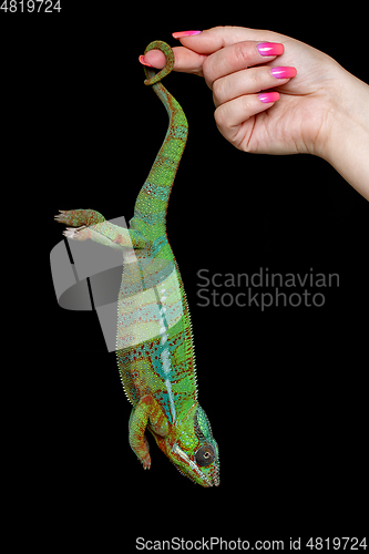 Image of alive chameleon reptile