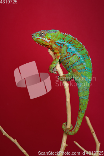 Image of alive chameleon reptile