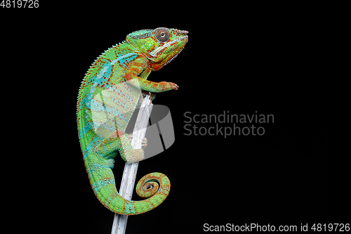 Image of alive chameleon reptile