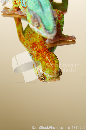 Image of alive chameleon reptile