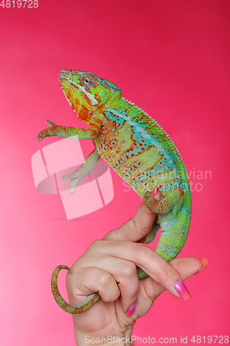 Image of alive chameleon reptile