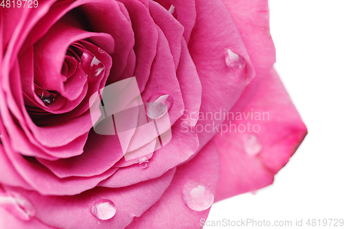 Image of pink roses isolated on white