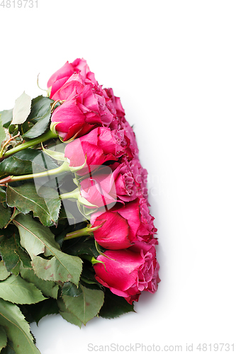 Image of pink roses isolated on white