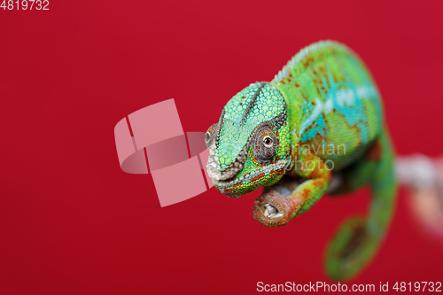 Image of alive chameleon reptile