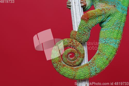 Image of alive chameleon reptile tail