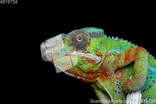 Image of alive chameleon reptile