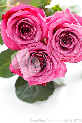 Image of pink roses isolated on white