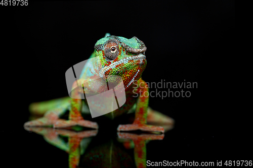 Image of alive chameleon reptile