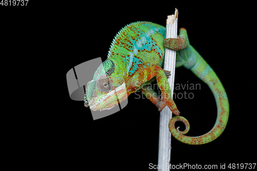 Image of alive chameleon reptile