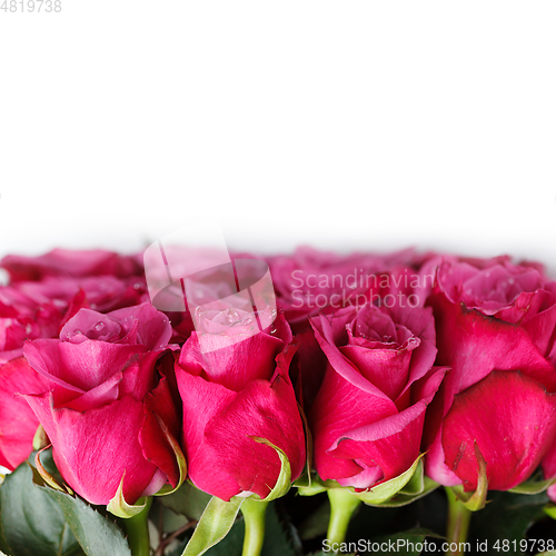 Image of pink roses isolated on white