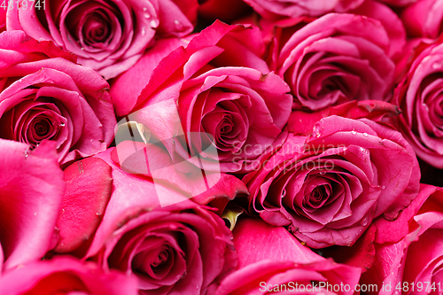 Image of pink roses isolated on white