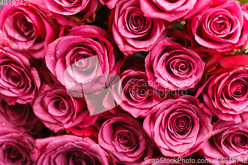 Image of many fresh pink roses 