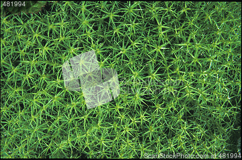 Image of Moss