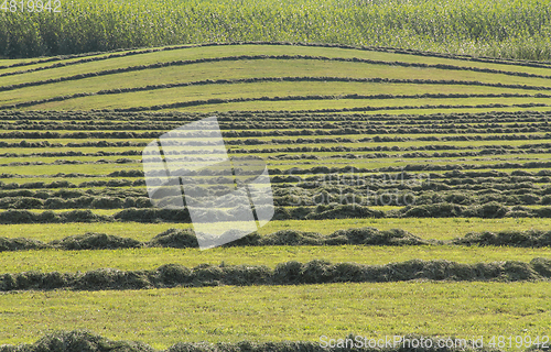 Image of meadow with hay rows