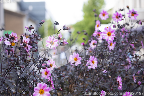 Image of Flower Field