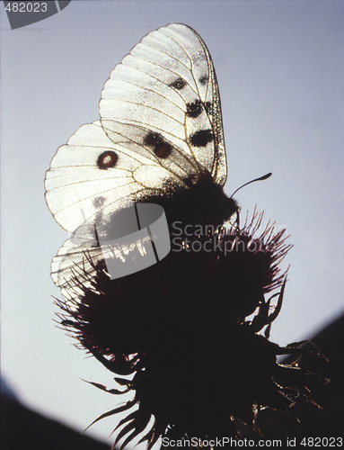Image of Butterfly