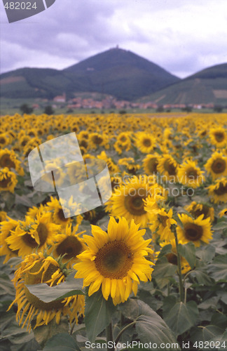 Image of Sunflowers