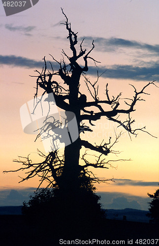 Image of Dead tree