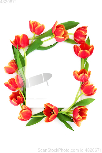 Image of Spring Red Tulip Flower Abstract Background Border 