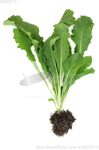 Image of Healthy Rocket Plant with Root Ball