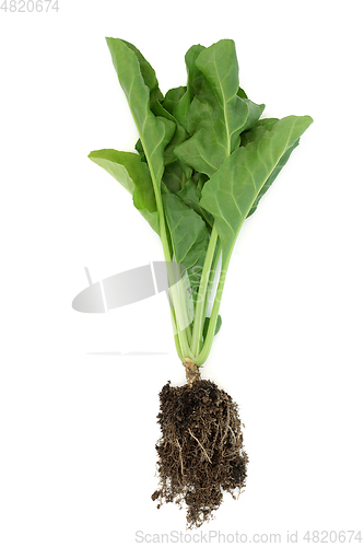 Image of Spinach Plant with Earth Root Ball