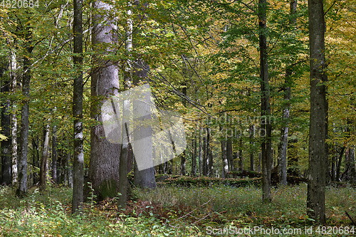 Image of Group of old oaks in autumn