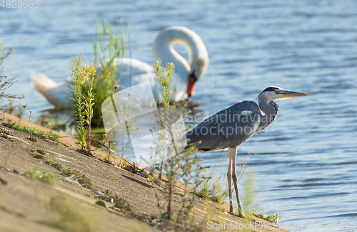 Image of Grey Heron (Ardea cinerea) seeking prey